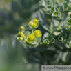 Euphorbia myrsinites Walzen Wolfsmilch Blue Spurge.jpg