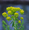 Euphorbia palustris Sumpf Wolfsmilch Marsh Spurge.jpg