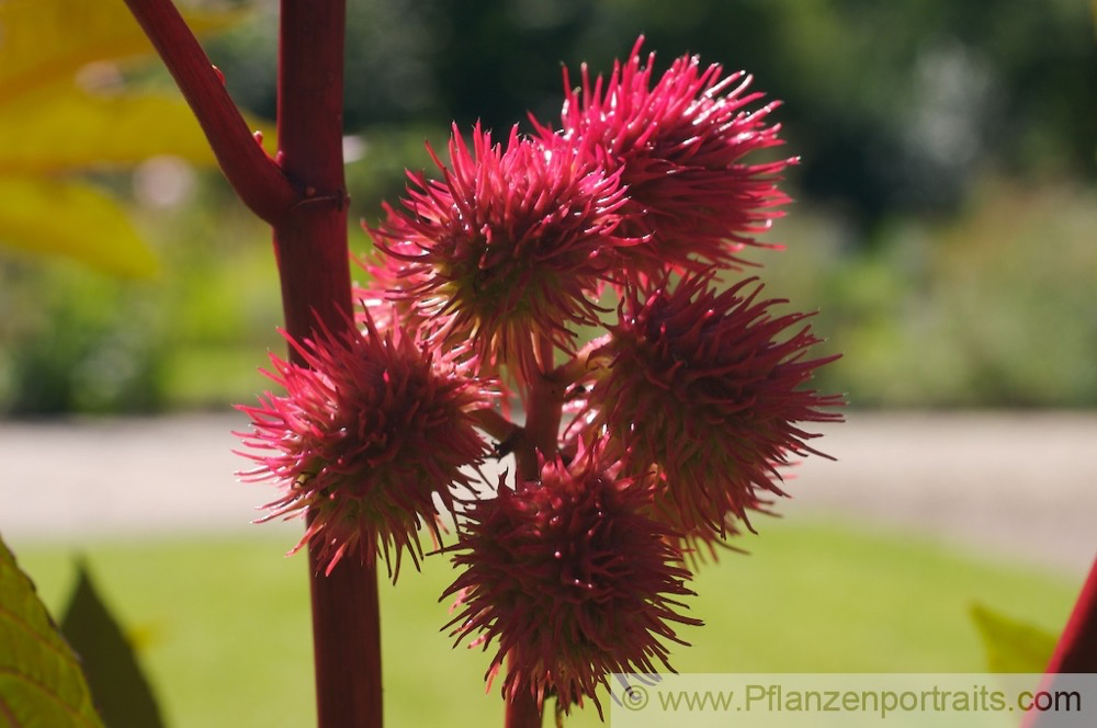 Ricinus communis Palma Christi Wunderbaum Castor Oil Plant. 2.jpg