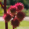 Ricinus communis Palma Christi Wunderbaum Castor Oil Plant. 2.jpg