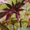 Ricinus communis Palma Christi Wunderbaum Castor Oil Plant.jpg