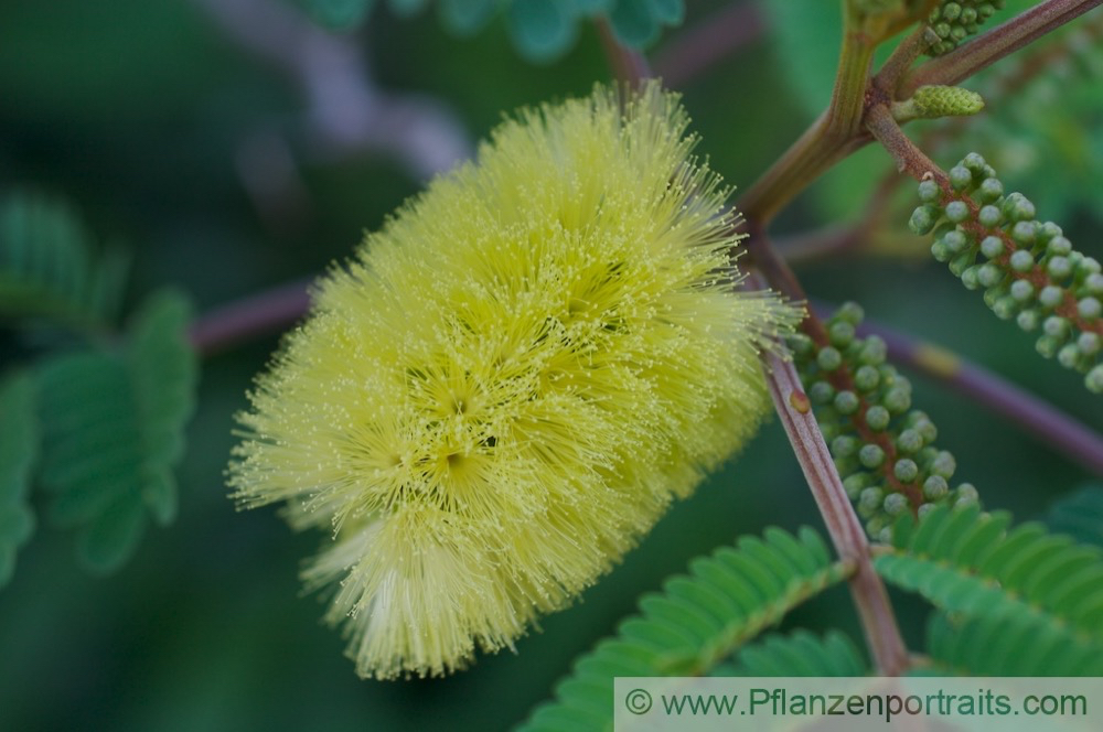 Albizia capensis Seidenakazie Albizia 2.jpg