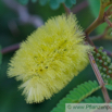 Albizia capensis Seidenakazie Albizia 2.jpg