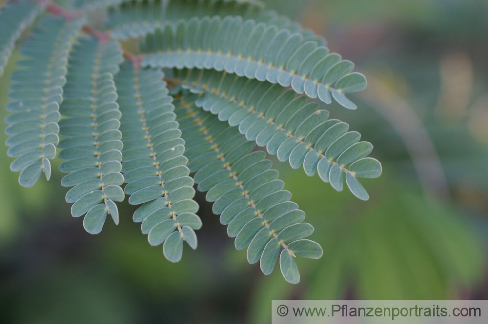 Albizia capensis Seidenakazie Albizia.jpg