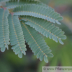 Albizia capensis Seidenakazie Albizia.jpg