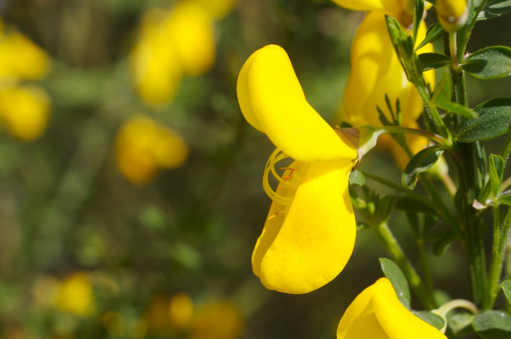 Cytisus scoparius Sarothamnus scoparius - Besenginster - Broom.jpg