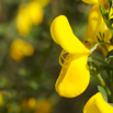 Cytisus scoparius Sarothamnus scoparius - Besenginster - Broom.jpg