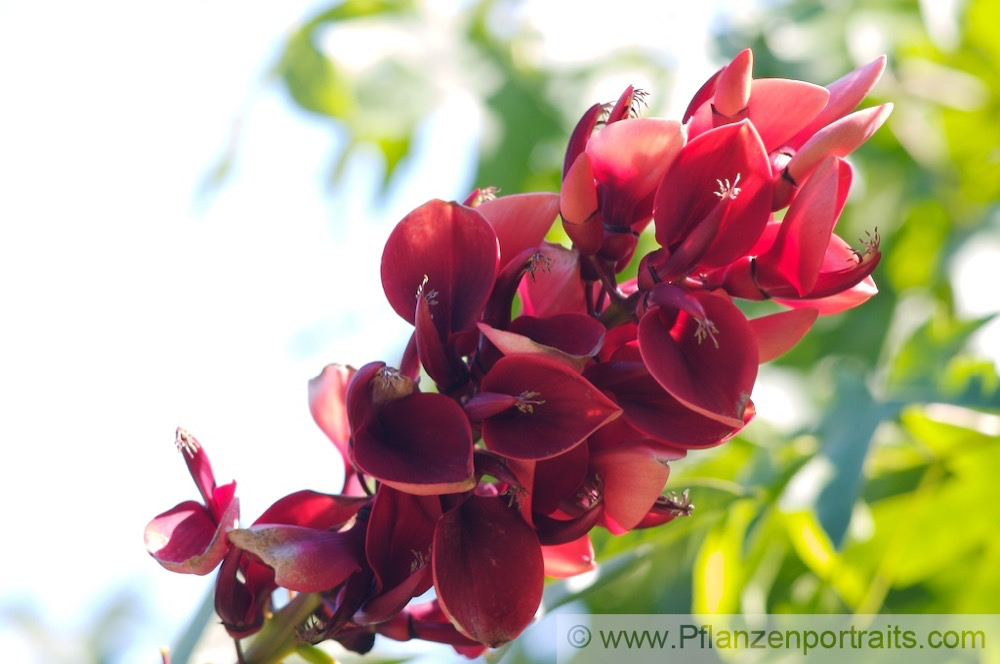 Erythrina crista galli Korallenstrauch Cockspur Coral Tree.jpg