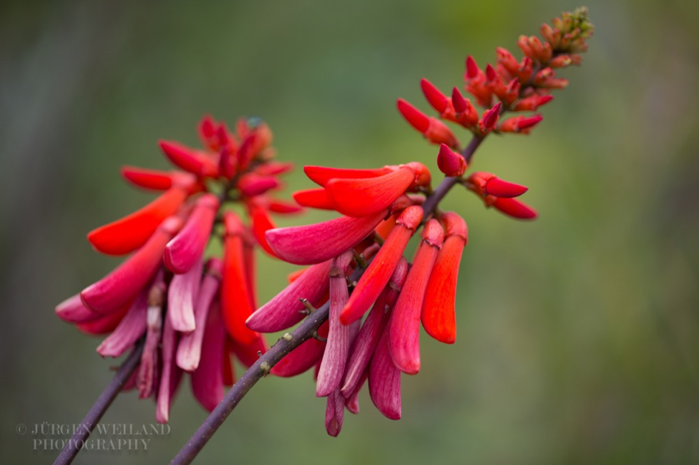 Erythrina humeana.jpg