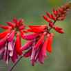 Erythrina humeana.jpg