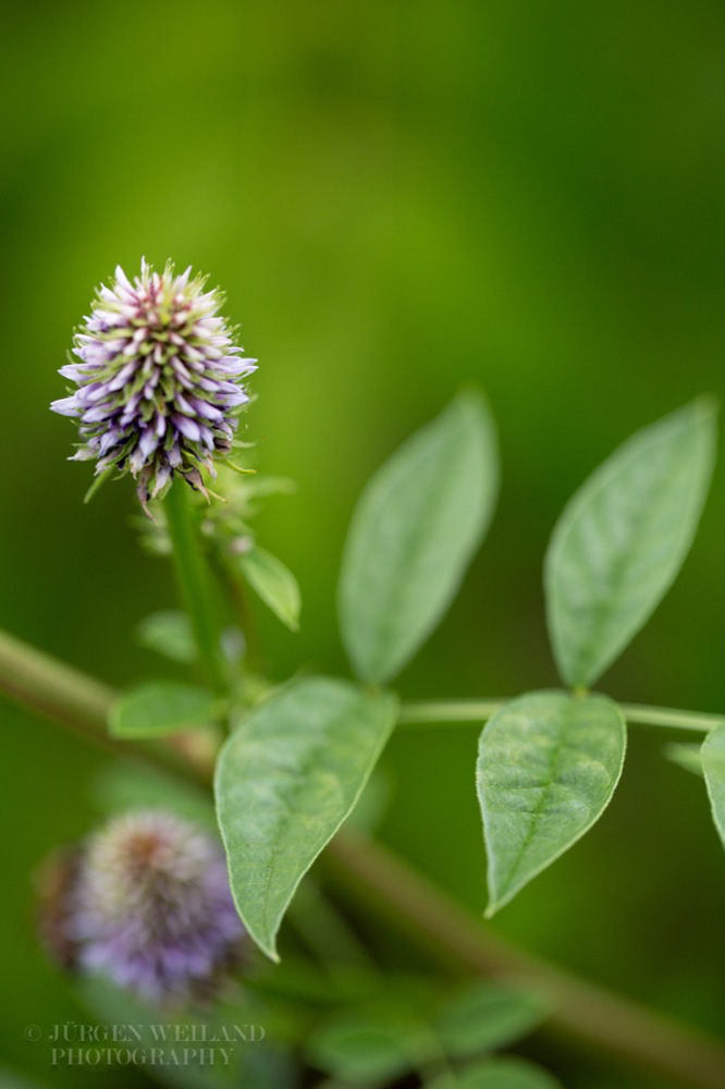 Glycyrrhiza echinata Russisches Suessholz.jpg