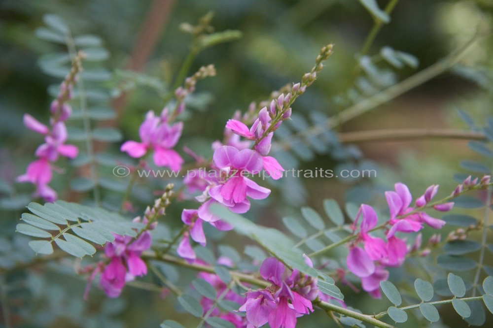 Indigofera heterantha Himalaya Indigostrauch Indigo.jpg