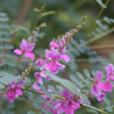 Indigofera heterantha Himalaya Indigostrauch Indigo.jpg