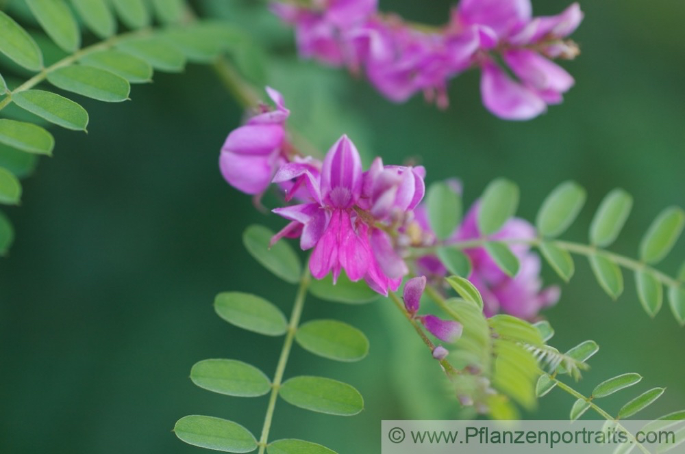 Indigofera heterantha Himalaya Indigostrauch Indigo_3.jpg