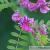 Indigofera heterantha Himalaya Indigostrauch Indigo_3.jpg