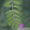 Indigofera heterantha Himalaya_Indigostrauch Indigo_2.jpg