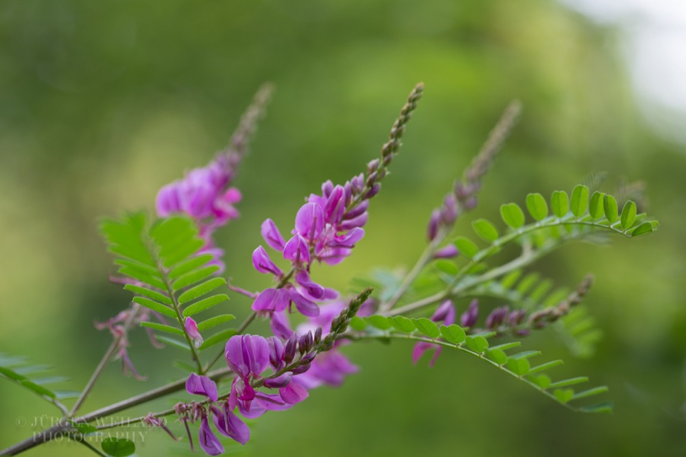 Indigofera heterantha_.jpg