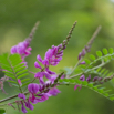 Indigofera heterantha_.jpg