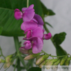 Lathyrus latifolius Breitblaettrige Platterbse Everlasting Pea.jpg