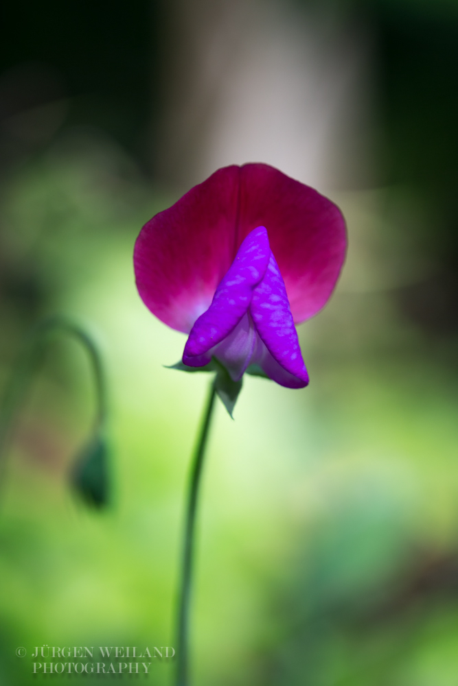 Lathyrus odoratus Duftwicke Sweet pea-2.jpg