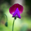 Lathyrus odoratus Duftwicke Sweet pea-2.jpg