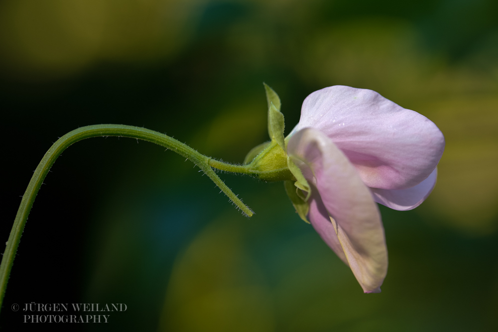 Lathyrus odoratus Duftwicke Sweet pea.jpg