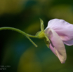 Lathyrus odoratus Duftwicke Sweet pea.jpg