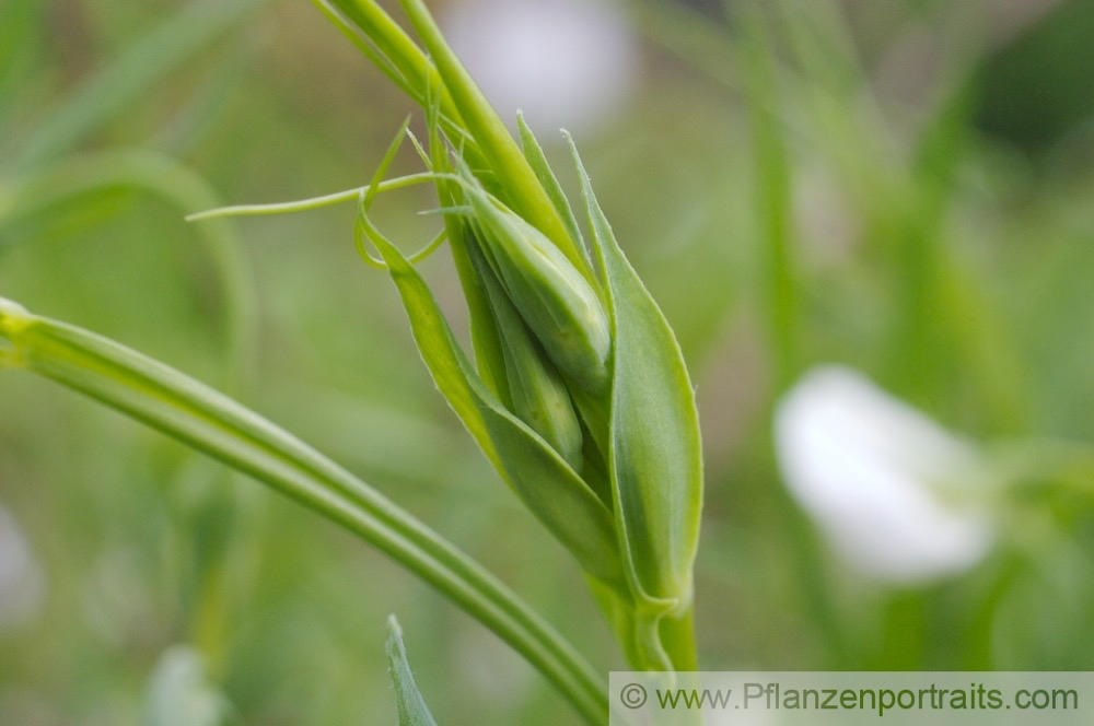 Lathyrus sativus Saat Platterbse Chickling Pea 1.jpg