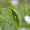 Lathyrus sativus Saat Platterbse Chickling Pea 1.jpg