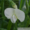 Lathyrus sativus Saat Platterbse Chickling Pea.jpg