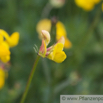 Lotus corniculatus Gewoehnlicher Hornklee Birds Foot Trefoil.jpg