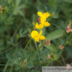 Lotus corniculatus Gewoehnlicher Hornklee Birds Foot Trefoil_1.jpg