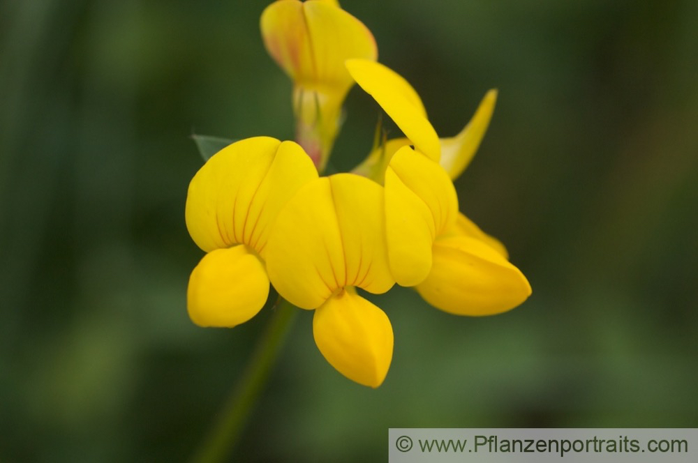 Lotus corniculatus Gewoehnlicher Hornklee Birds Foot Trefoil_2.jpg