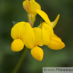 Lotus corniculatus Gewoehnlicher Hornklee Birds Foot Trefoil_2.jpg