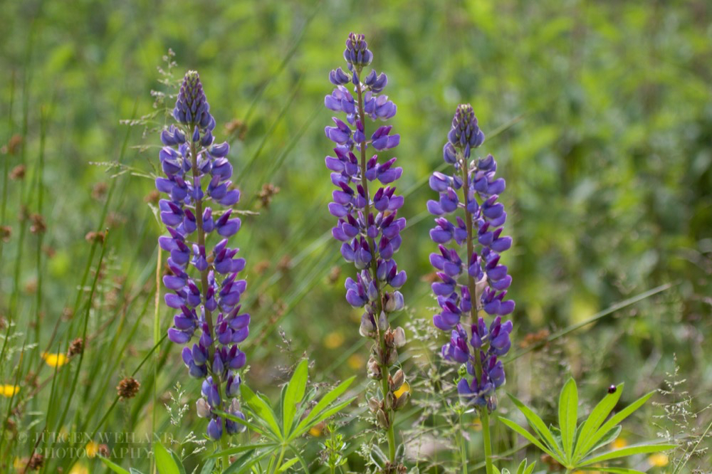 Lupinus polyphyllus Vielblaettrige Lupine Garden Lupin 2.jpg