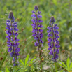 Lupinus polyphyllus Vielblaettrige Lupine Garden Lupin 2.jpg