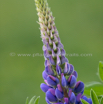 Lupinus polyphyllus Vielblaettrige Lupine Garden Lupin 3.jpg