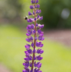 Lupinus polyphyllus Vielblaettrige Lupine Garden Lupin.jpg