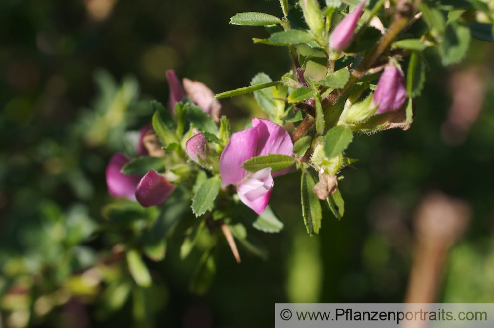 Ononis spinosa Dornige Hauhechel Spiny Restharrow 1.jpg