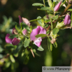 Ononis spinosa Dornige Hauhechel Spiny Restharrow 1.jpg