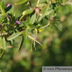 Ononis spinosa Dornige Hauhechel Spiny Restharrow.jpg