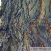 Robinia pseudoacacia Gewöhnliche Scheinakazie Robinia 2.jpg