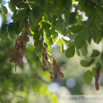 Robinia pseudoacacia Gewöhnliche Scheinakazie Robinia 3.jpg