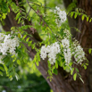 Robinia pseudoacacia Gewöhnliche Scheinakazie Robinia.jpg