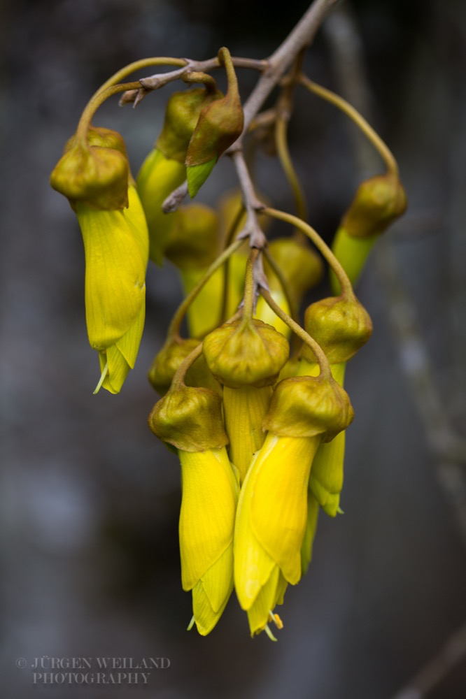 Sophora Kowhai.jpg