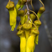 Sophora Kowhai.jpg