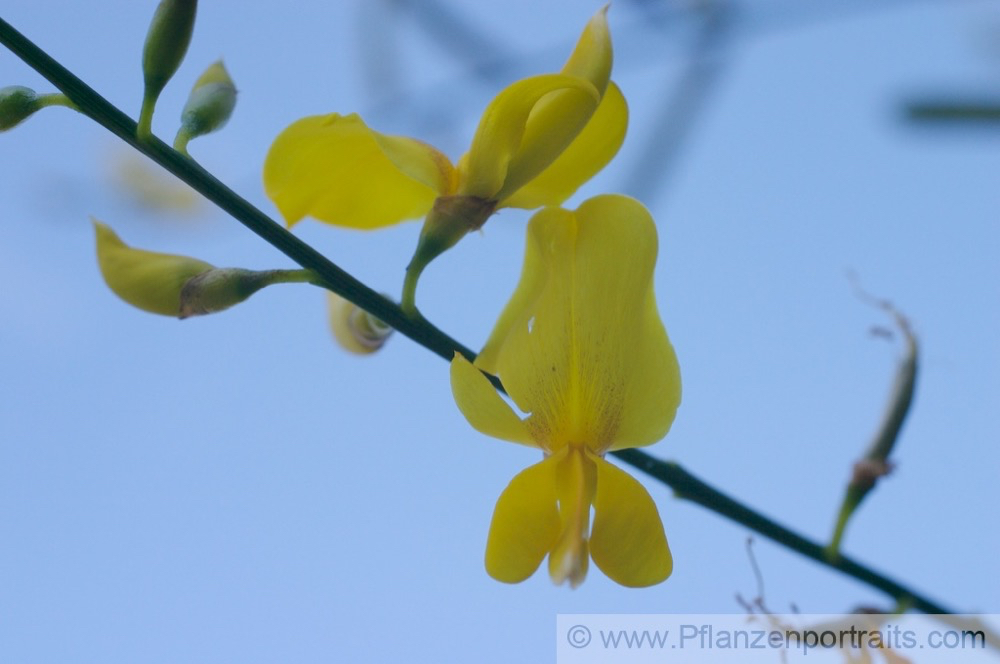 Spartium junceum Binsenginster Spanish Broom 1.jpg