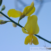 Spartium junceum Binsenginster Spanish Broom 1.jpg