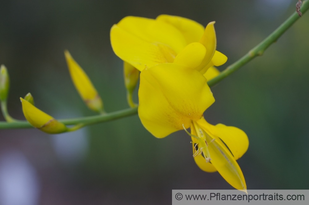 Spartium junceum Binsenginster Spanish Broom.jpg