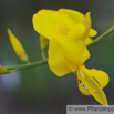 Spartium junceum Binsenginster Spanish Broom.jpg